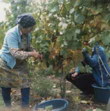 Weinlese 1986