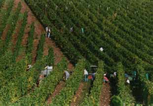 Weinlese 1998