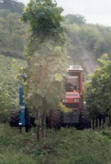 Weinlese 2000