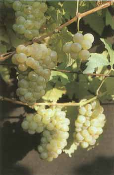 Trauben der Rebsorte Bacchus