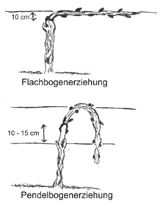 Flach- und Pendelbogenerziehung