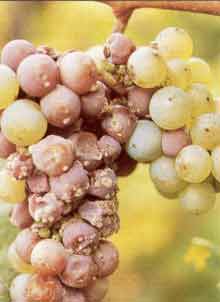 Botrytis