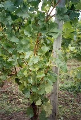 Nach der Ernte mit dem Vollernter