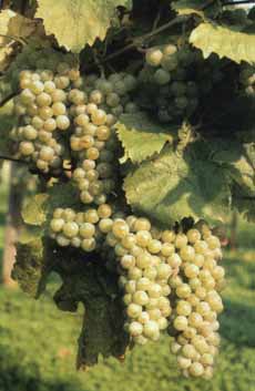 Trauen der Rebsorte M&uuml;ller-Thurgau