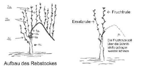 Aufbau des Rebstockes