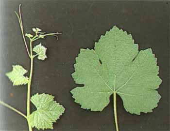 Bl&auml;tter der Rebsorte Gr&uuml;ner Silvaner