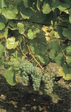 Trauben der Rebsorte Gr&uuml;ner Silvaner