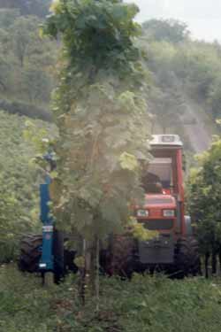 Der Vollernter greift über die Rebzeilen